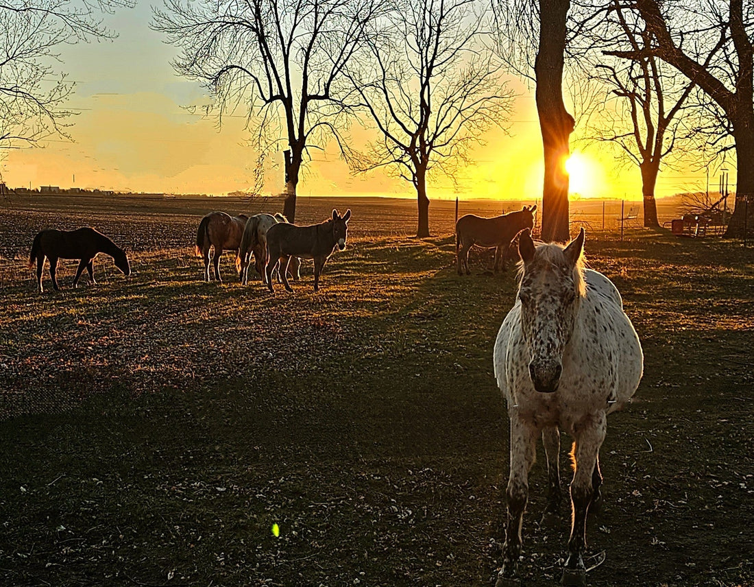 Spring's Symphony: The Farm Awakens